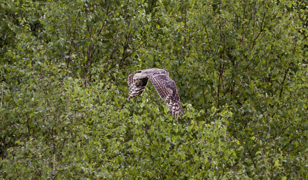 Great Horned Owl - ML128989591