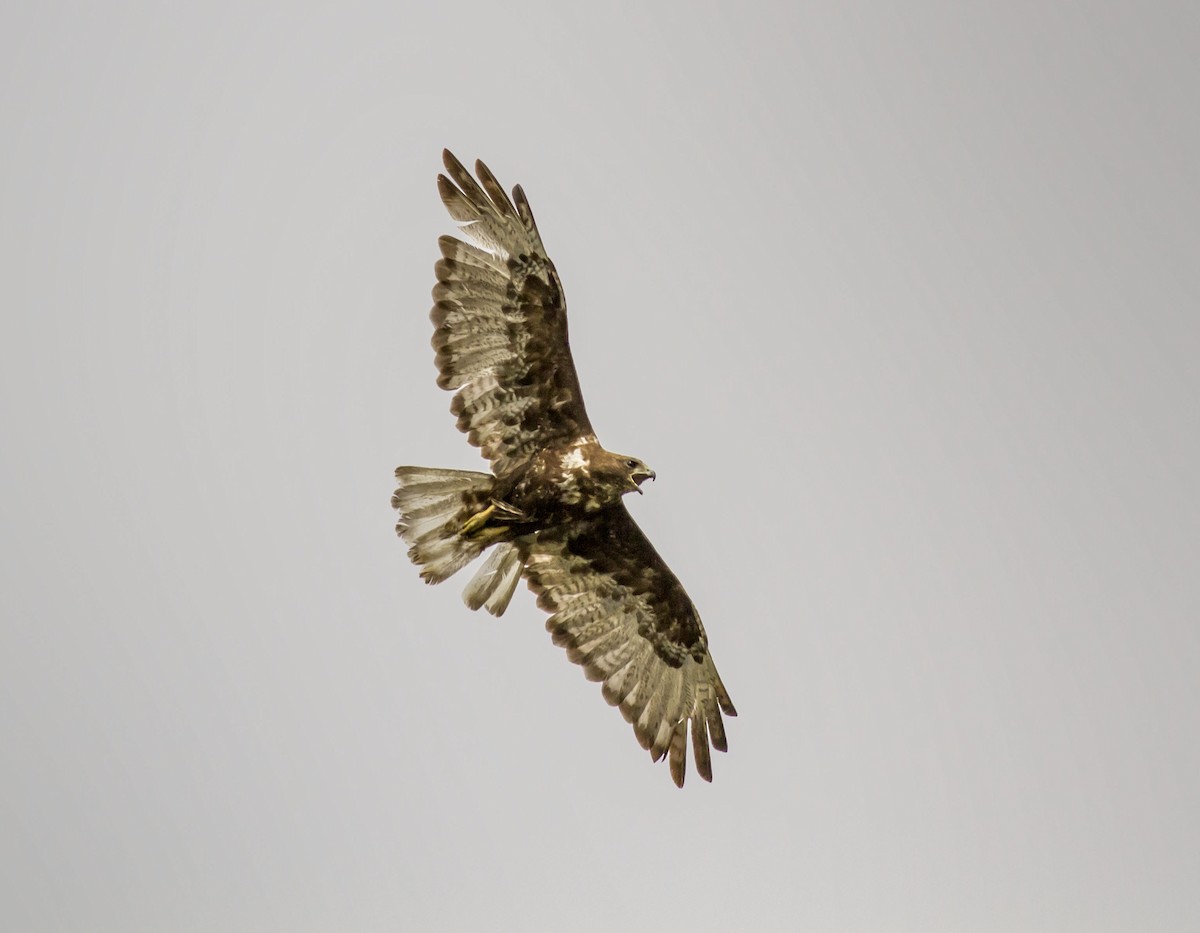 Red-tailed Hawk - Mouser Williams