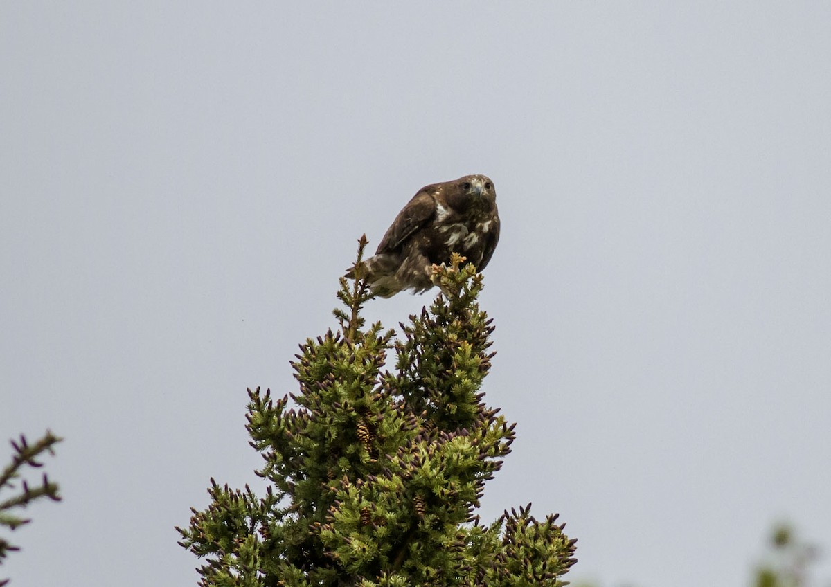 Red-tailed Hawk - ML128989671