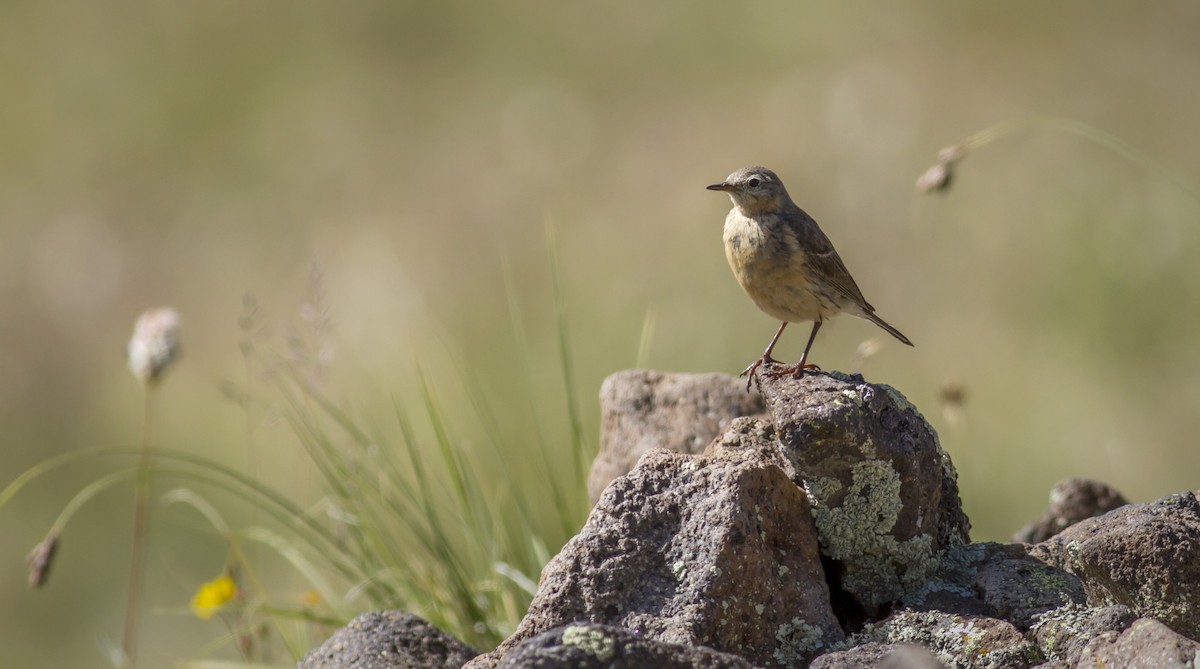 American Pipit - Mouser Williams