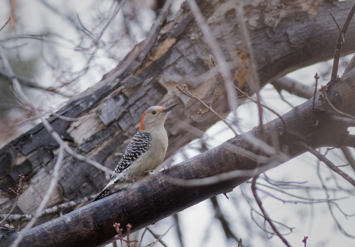 Red-bellied Woodpecker - Mouser Williams