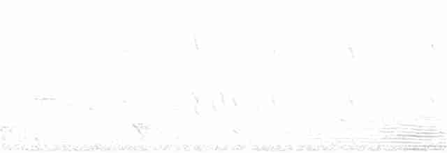 Tasmanya Panterkuşu - ML128990651