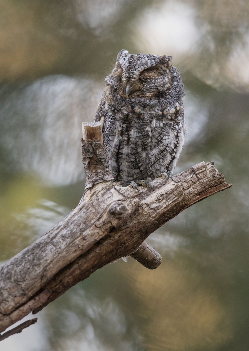 Flammulated Owl - Mouser Williams