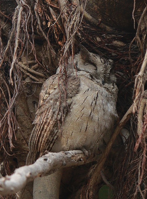 Indian Scops-Owl - Paul Insua