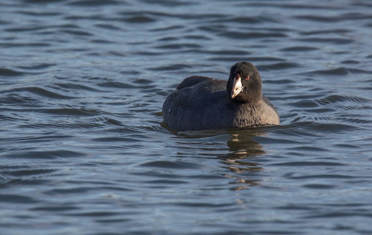 American Coot (Red-shielded) - Frank Lehman