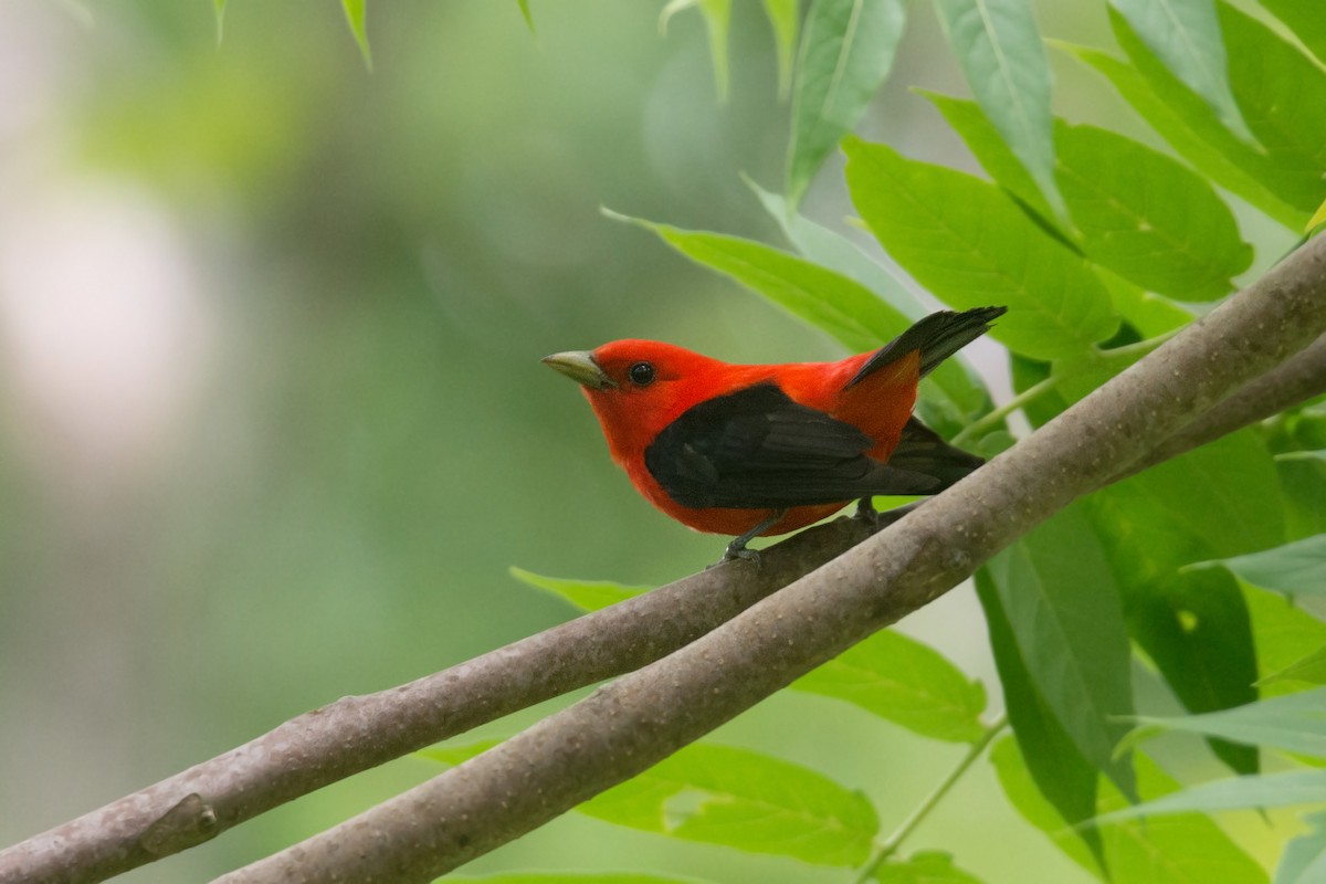 Scarlet Tanager - ML128996951