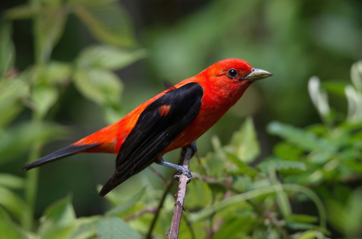 Scarlet Tanager - ML128996981