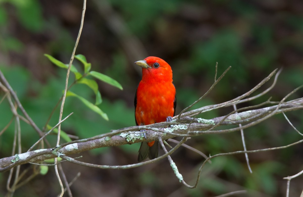 Scarlet Tanager - ML128997021