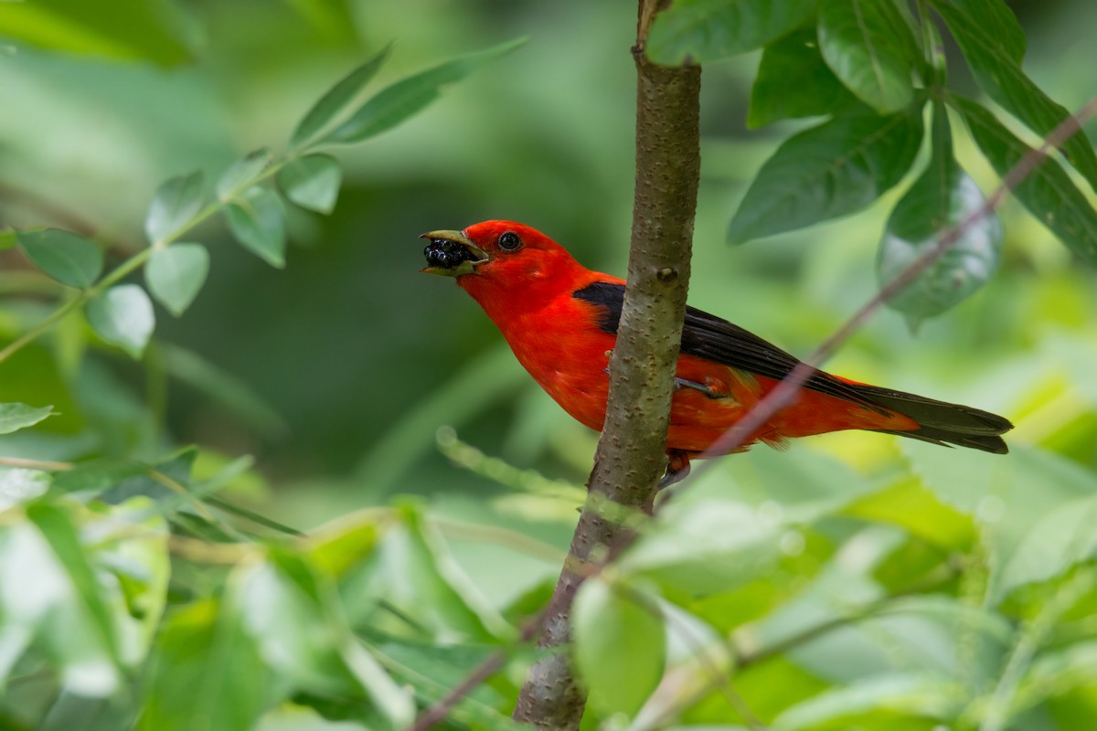 Scarlet Tanager - ML128997071