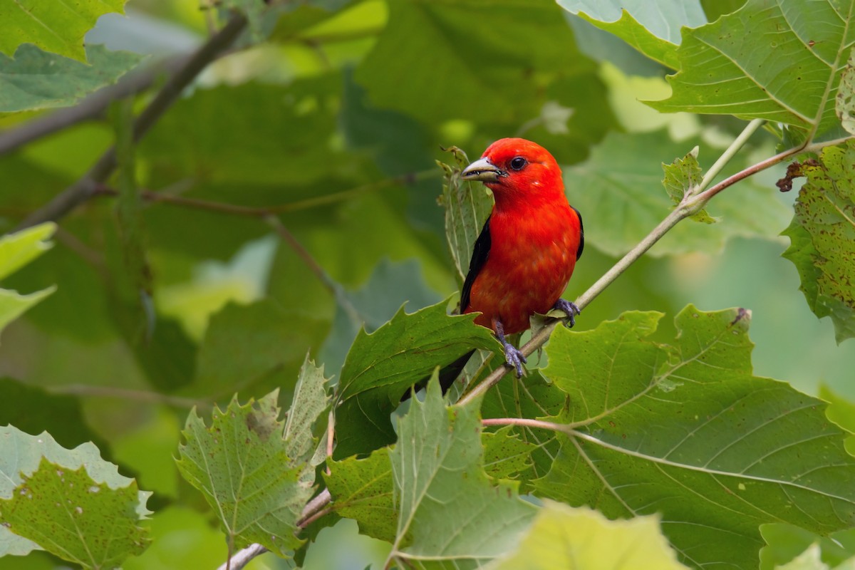 Scarlet Tanager - ML128997081