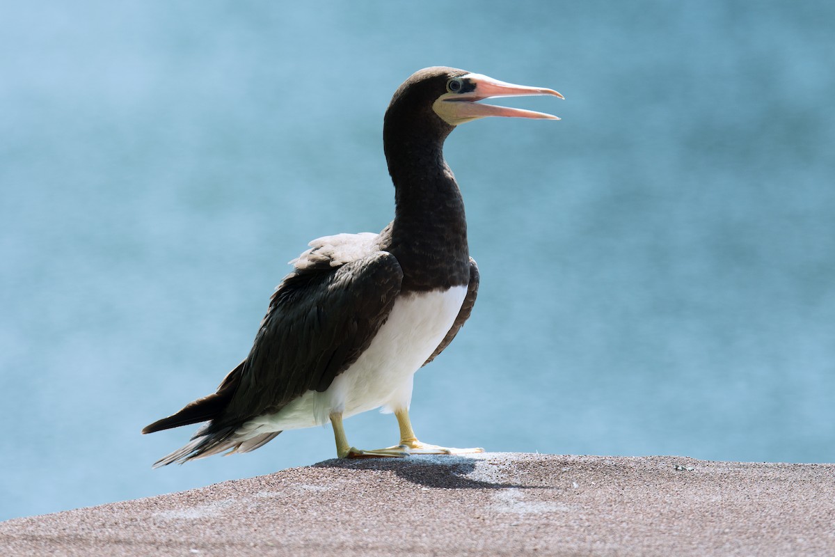 Brown Booby - ML128997311