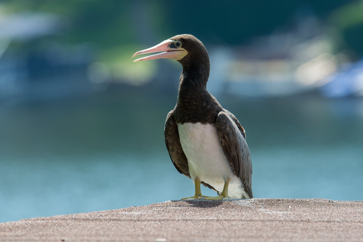 Brown Booby - ML128997321