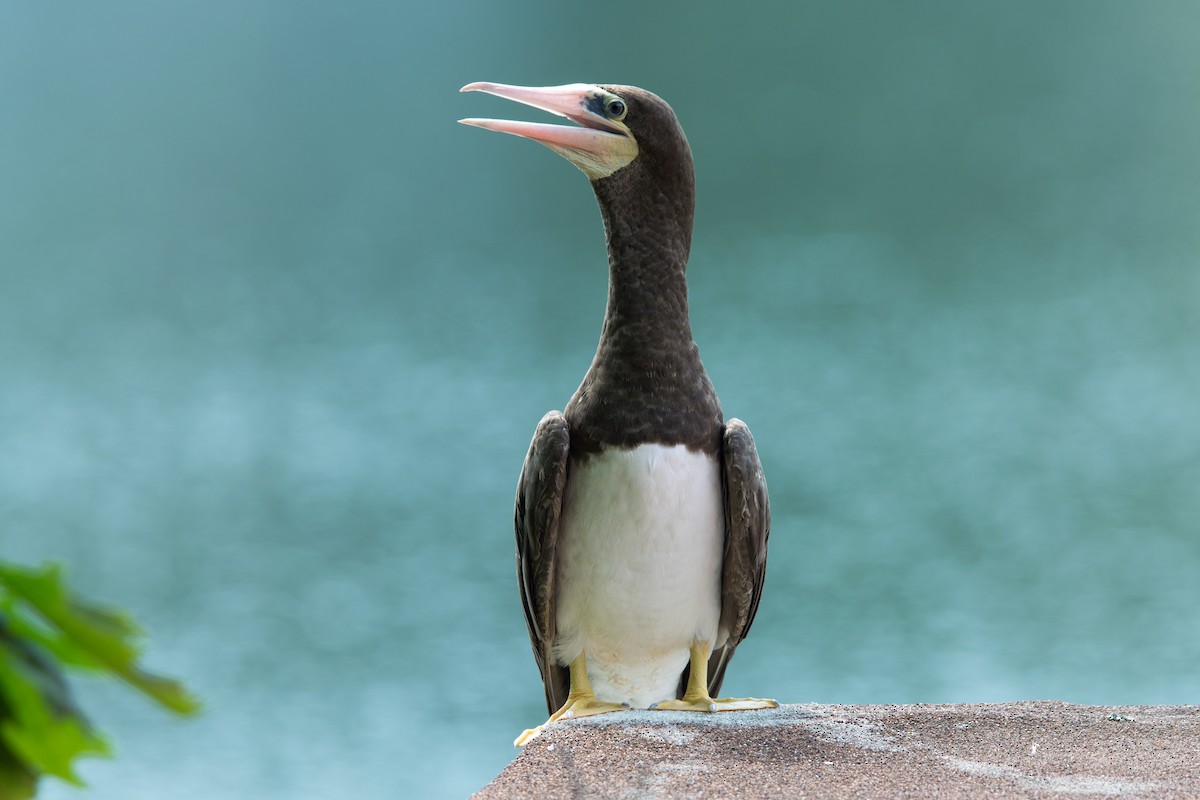 Brown Booby - ML128997331