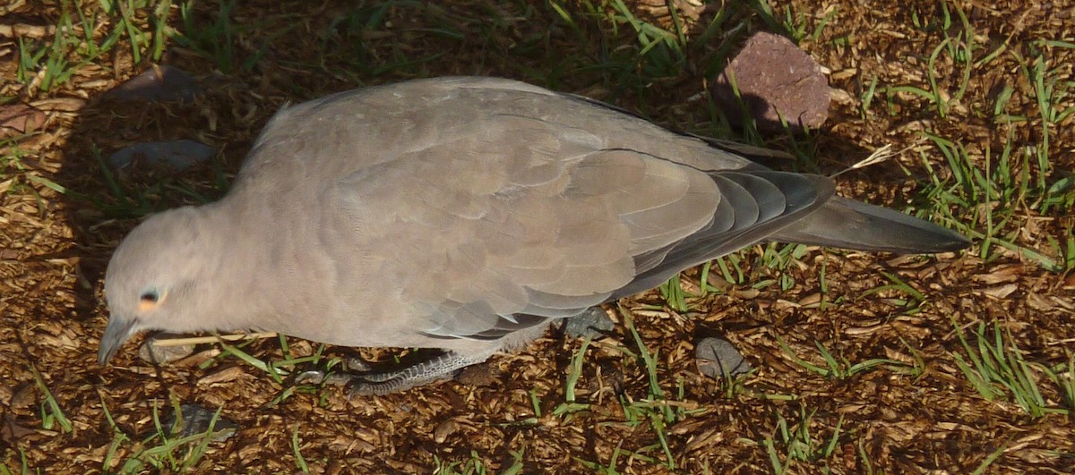 Black-winged Ground Dove - Carlo Castellani