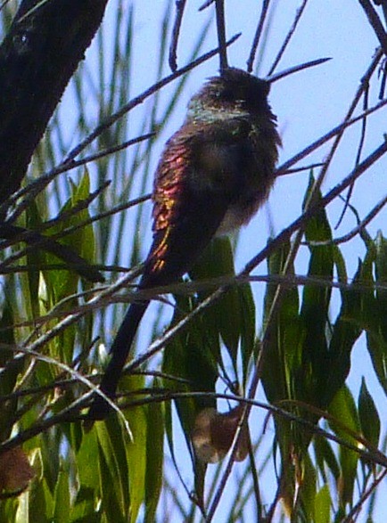 Red-tailed Comet - ML129002631