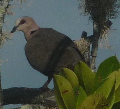 Red-eyed Dove - ML129002921