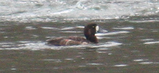 Greater Scaup - ML129004141