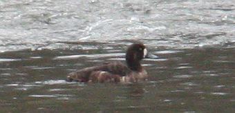 Greater Scaup - ML129004161