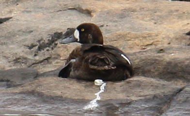Greater Scaup - ML129004201