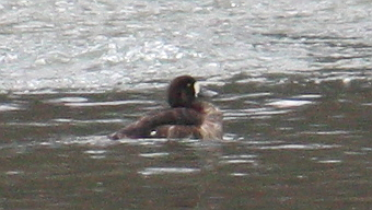 Greater Scaup - ML129004221