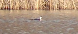Red-throated Loon - ML129004431