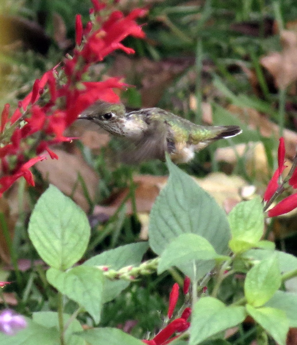 Calliope Hummingbird - Michael Rosengarten