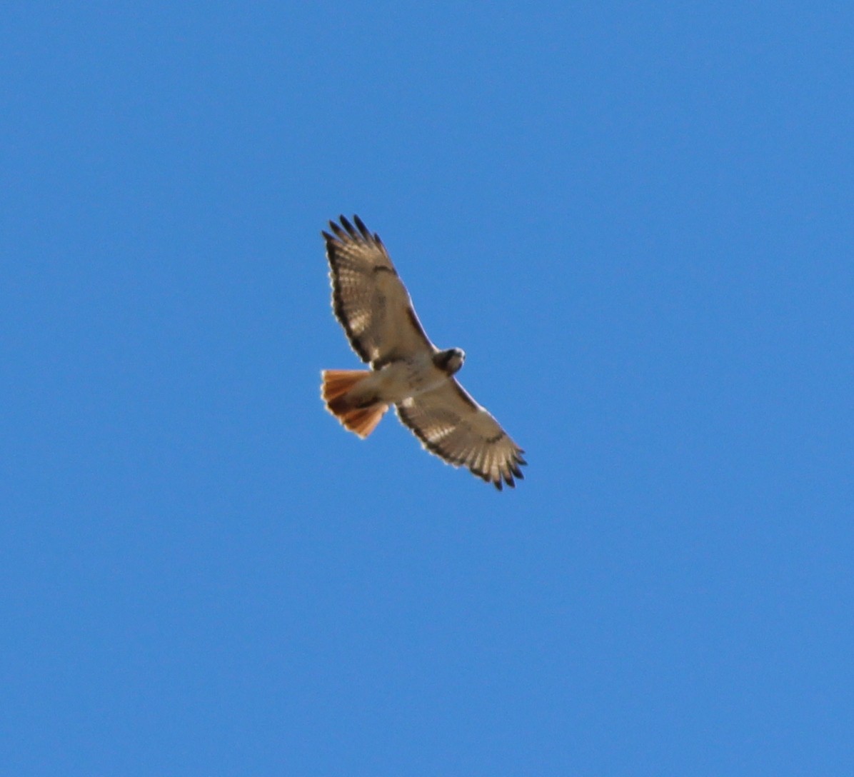 Red-tailed Hawk - ML129007971