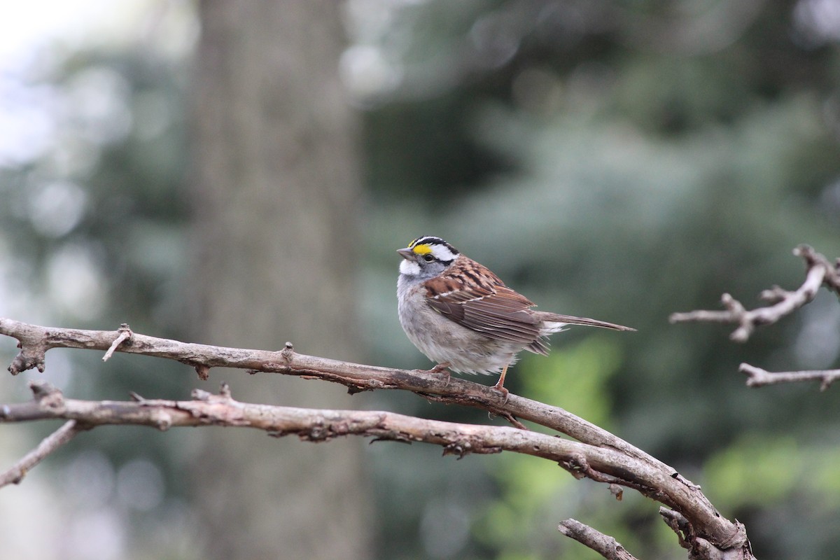 White-throated Sparrow - Adam Woodis