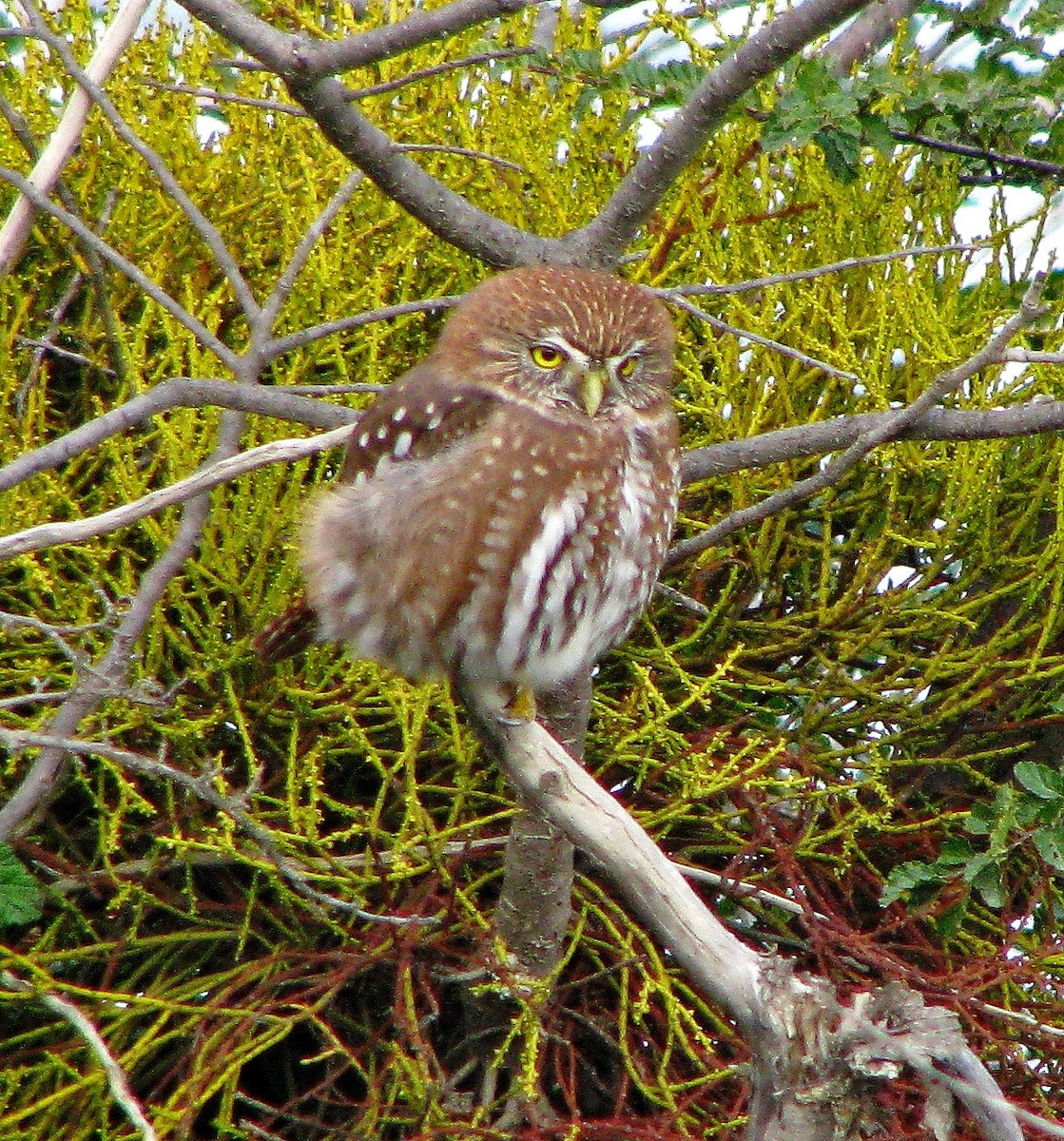 Austral Pygmy-Owl - ML129010251