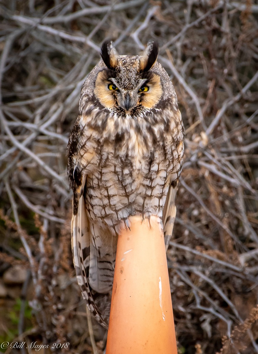 Long-eared Owl (American) - William Mayes