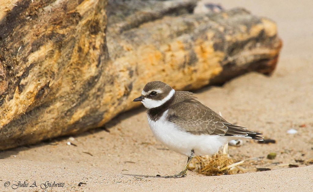 Semipalmated Plover - ML129014071