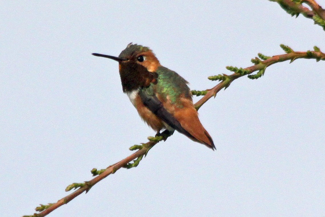 Allen's Hummingbird - Richard Hubacek