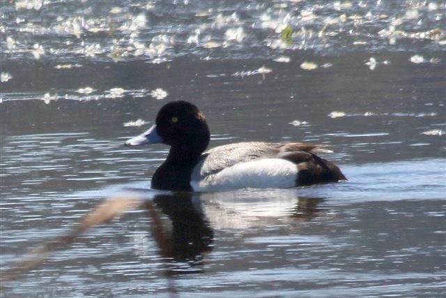 Greater Scaup - ML129014811