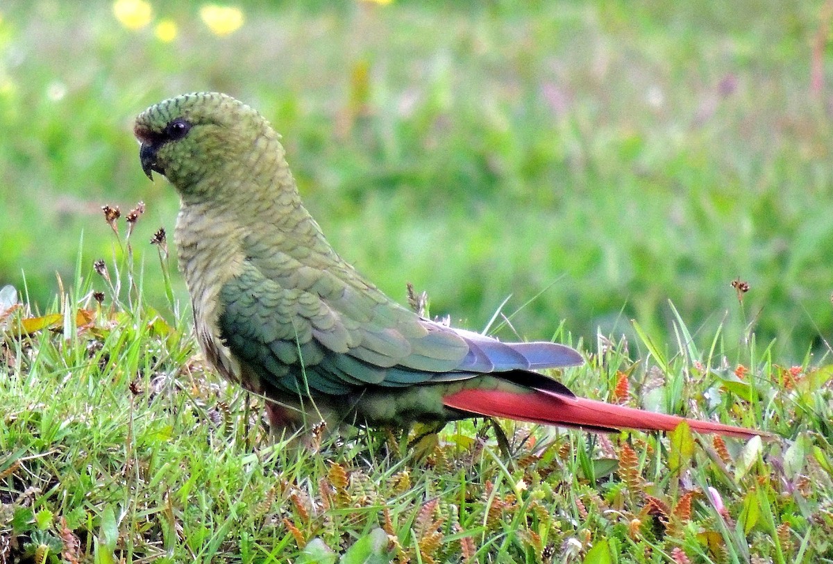 Папуга-червонохвіст короткодзьобий - ML129018231