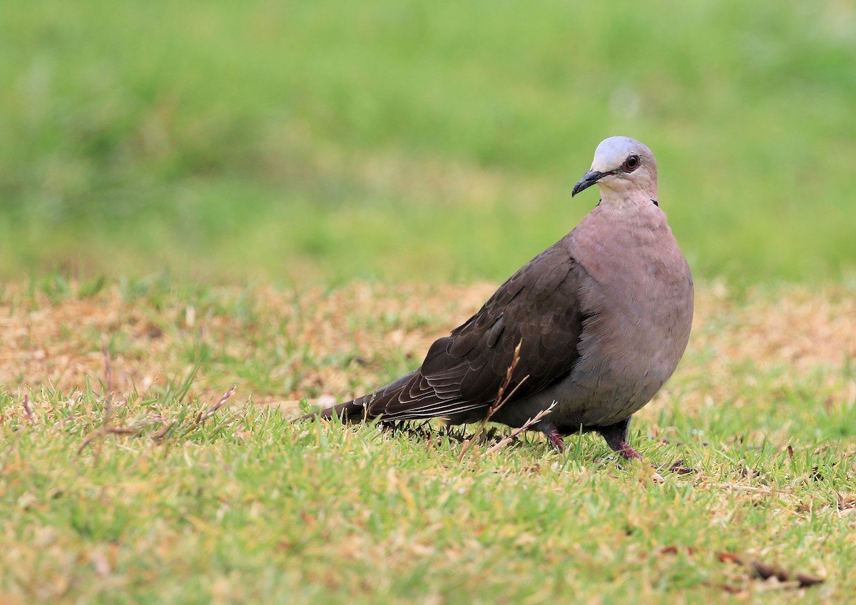 Red-eyed Dove - ML129018641