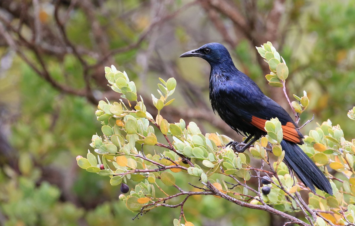 Red-winged Starling - ML129019821