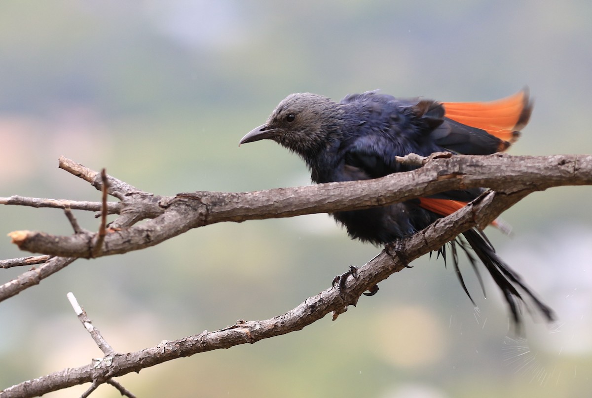 Red-winged Starling - ML129019841