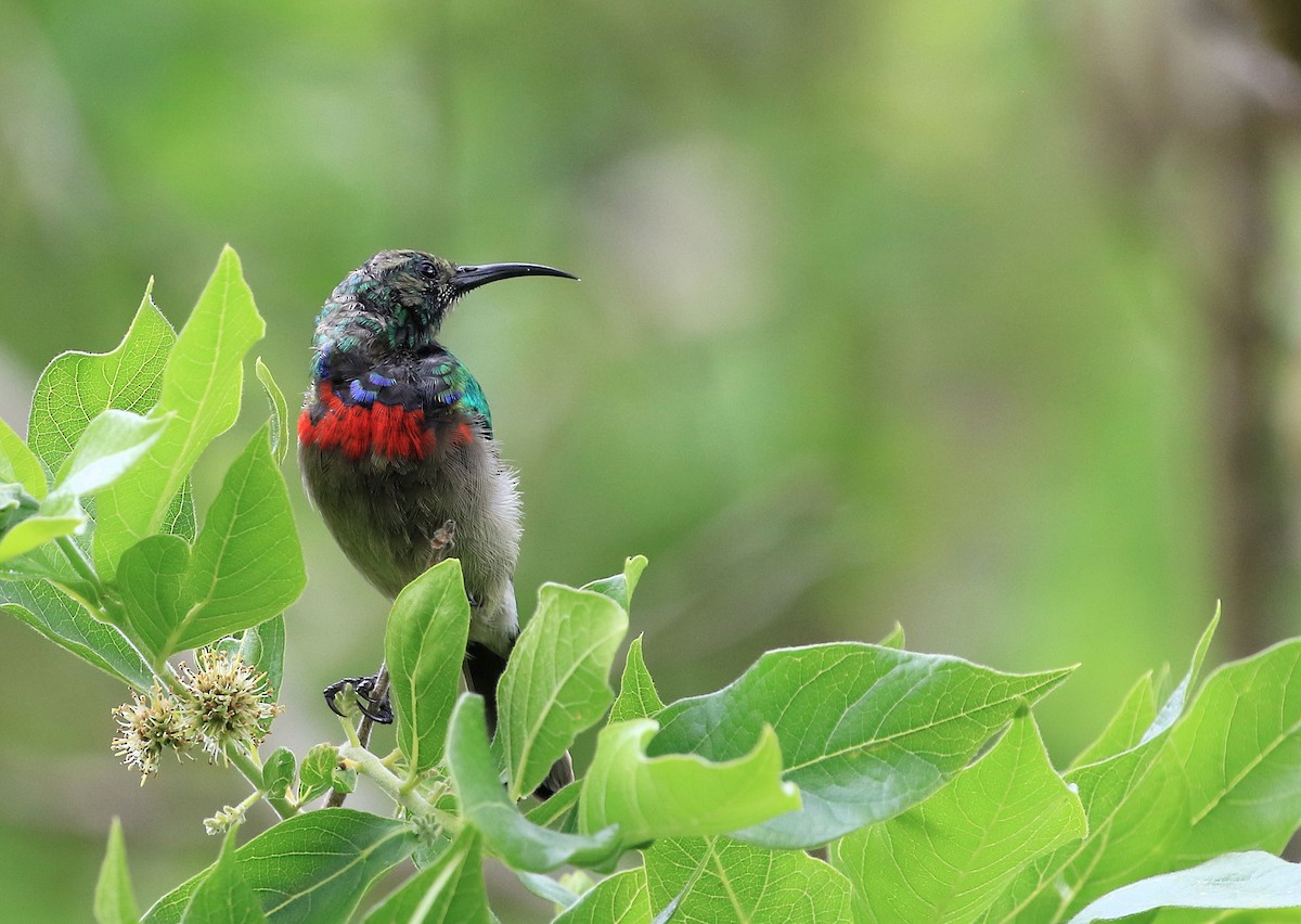 Southern Double-collared Sunbird - ML129020151