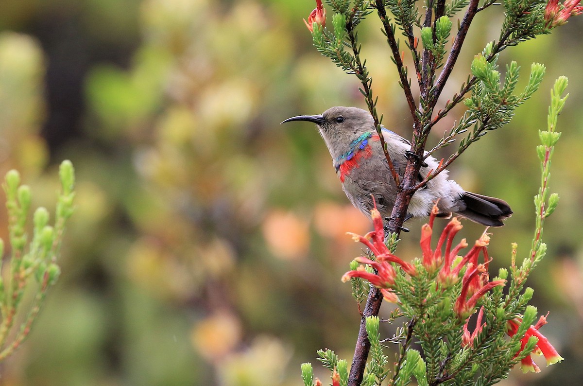 Southern Double-collared Sunbird - ML129020161