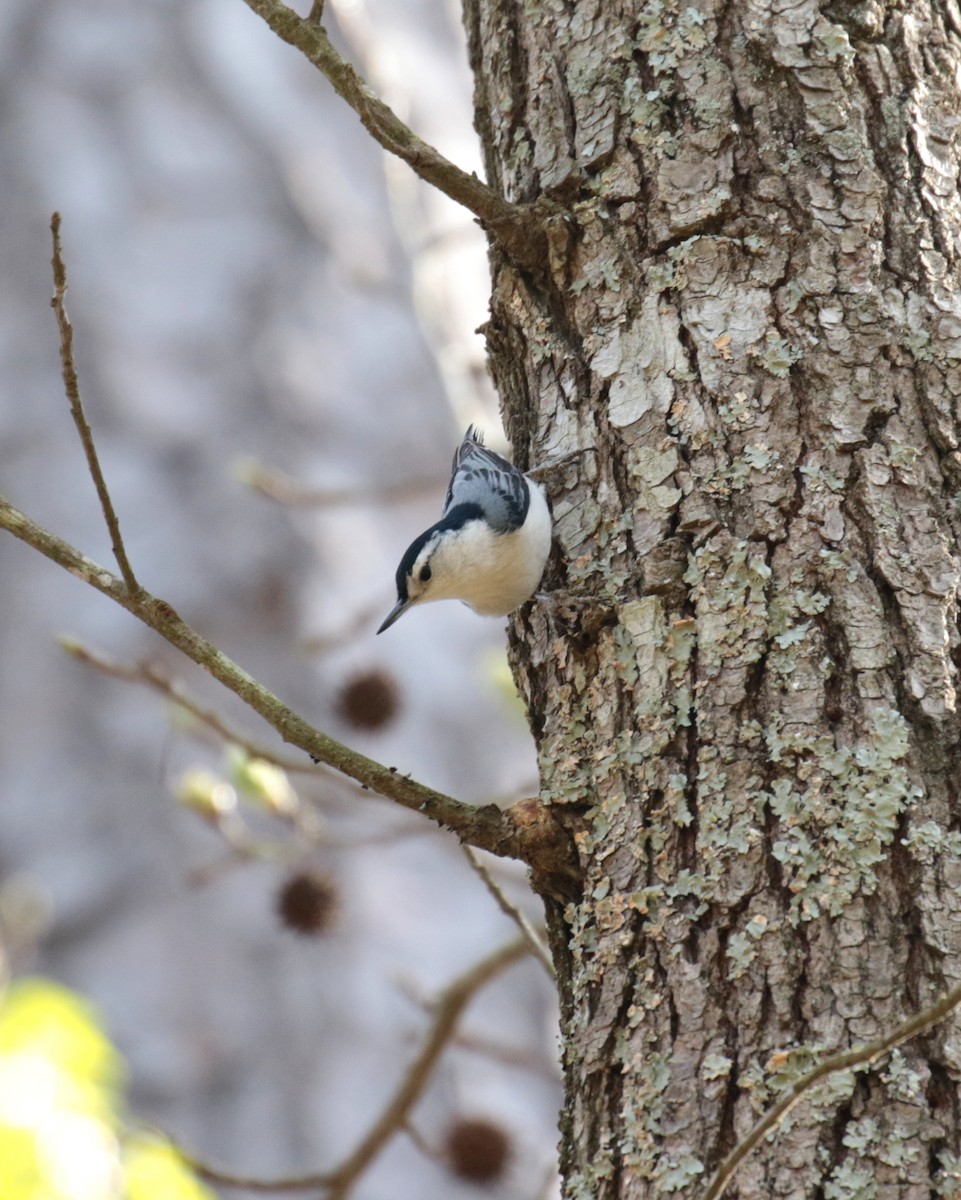 White-breasted Nuthatch - Letha Slagle
