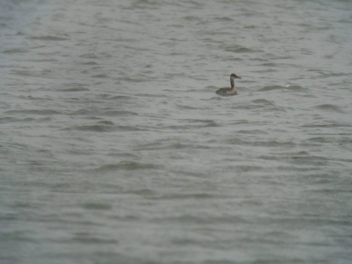 Red-necked Grebe - ML129025291