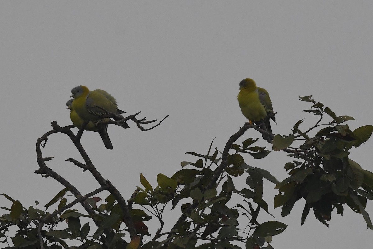 Yellow-footed Green-Pigeon - ML129032511