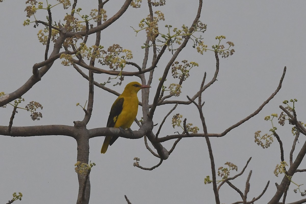 Indian Golden Oriole - ML129032631