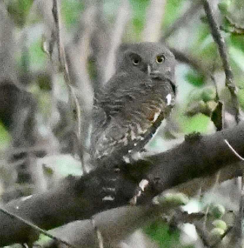 Asian Barred Owlet - marcel finlay