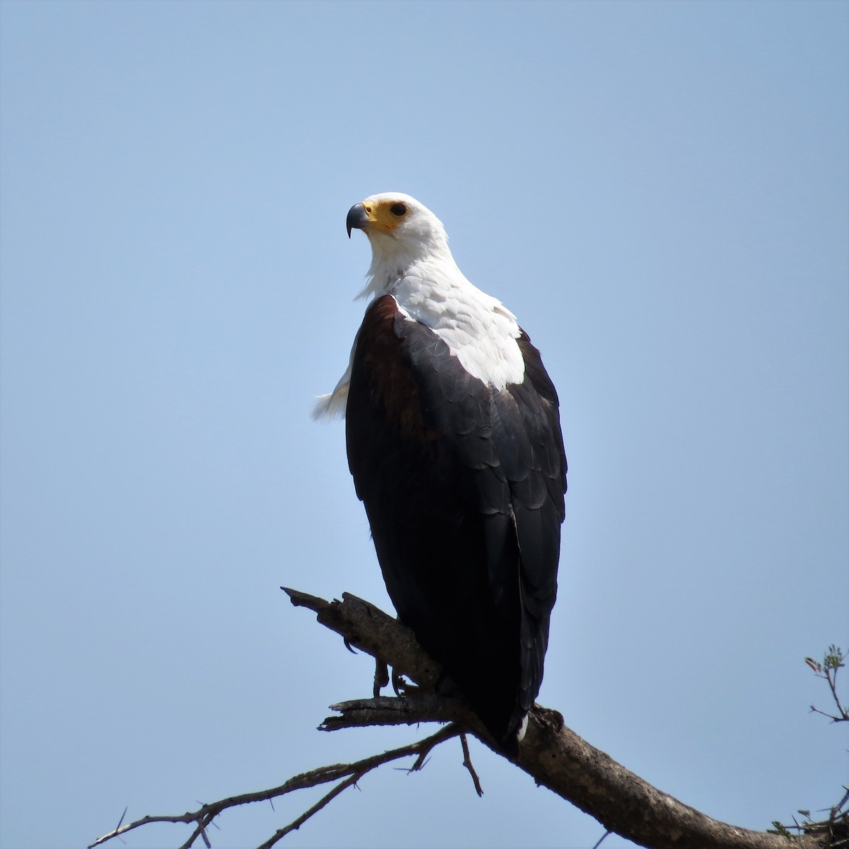 African Fish-Eagle - Todd Pepper