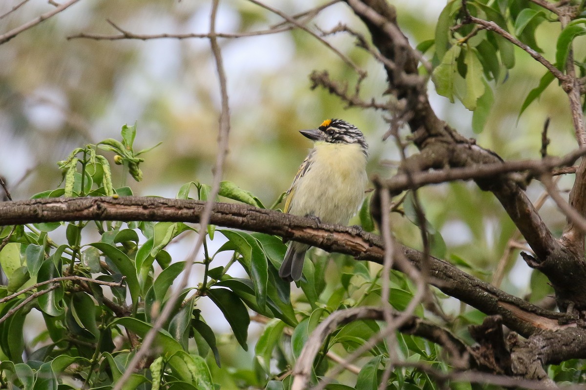 Yellow-fronted Tinkerbird - Michael O'Brien