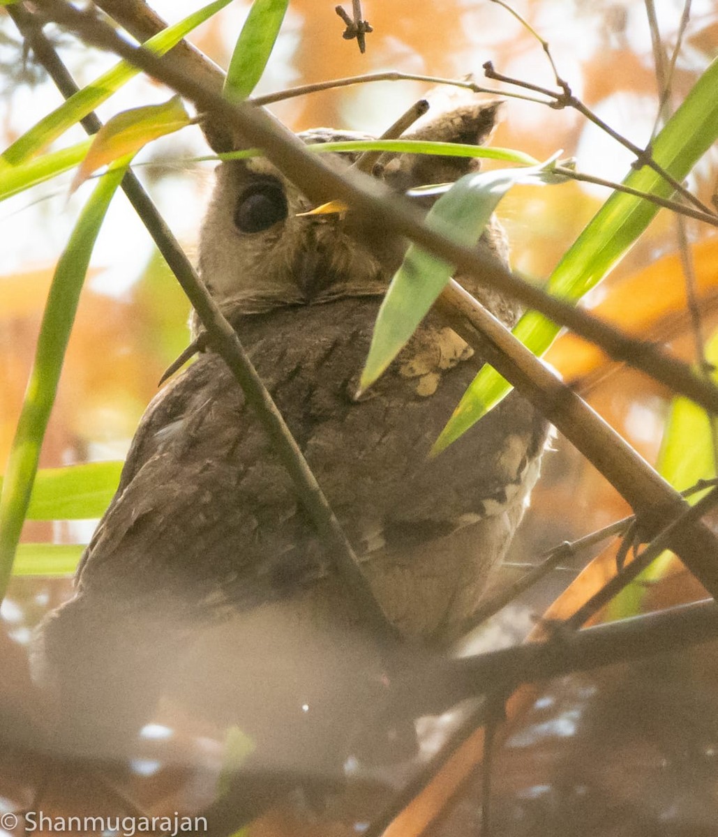 Indian Scops-Owl - Anonymous