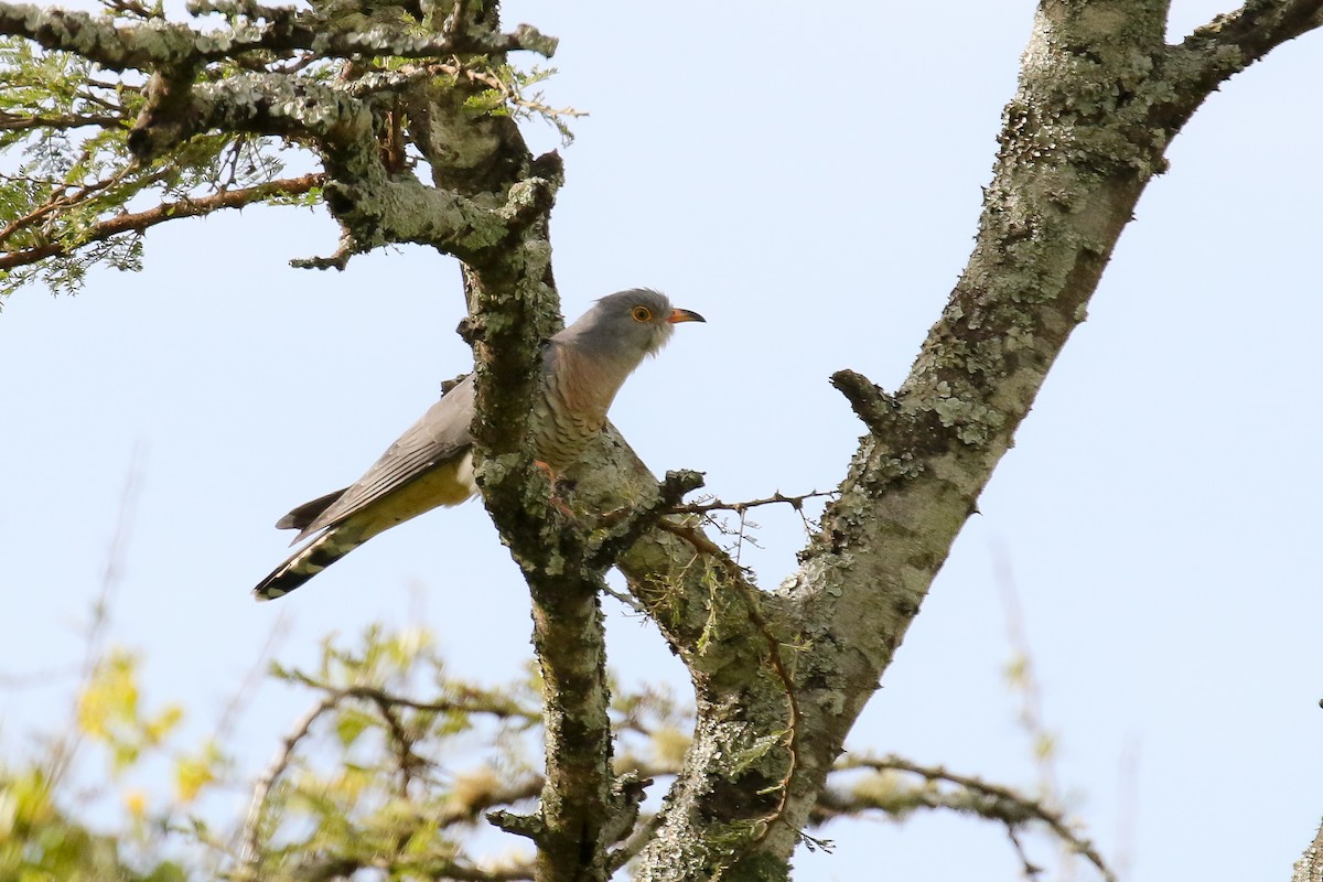 African Cuckoo - Michael O'Brien