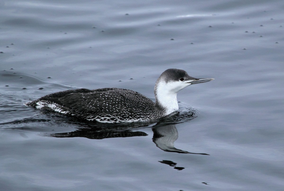 Red-throated Loon - ML129038781