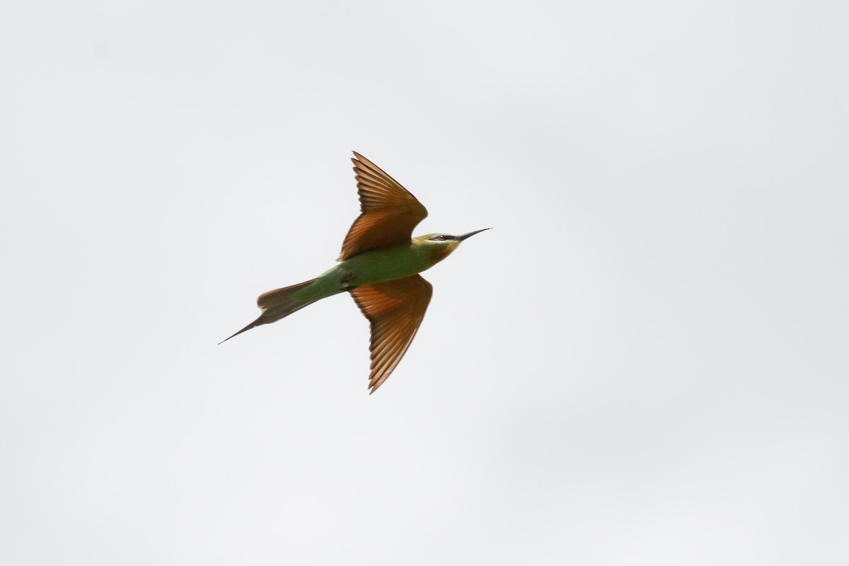 Blue-cheeked Bee-eater - Michael O'Brien